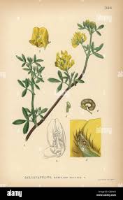 Attēlu rezultāti vaicājumam “Medicago sativa subsp. falcata leaf”