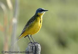 Attēlu rezultāti vaicājumam “Motacilla flava flava adult”