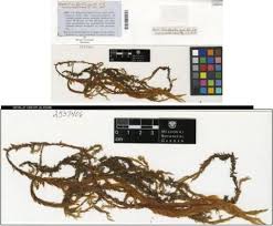 Attēlu rezultāti vaicājumam “Fontinalis antipyretica”