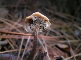 Attēlu rezultāti vaicājumam “Auriscalpium vulgare”