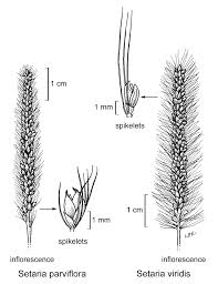 Attēlu rezultāti vaicājumam “Setaria viridis fruit”