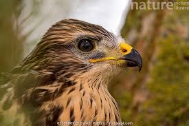 Attēlu rezultāti vaicājumam “Buteo buteo”