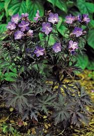 Image result for Geranium pratense