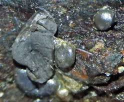 Attēlu rezultāti vaicājumam “Dianema depressum”