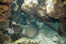 Image result for Ginglymostoma cirratum