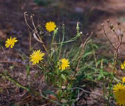 Attēlu rezultāti vaicājumam “Hieracium umbellatum flower”