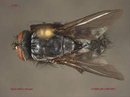 Attēlu rezultāti vaicājumam “Sarcophagidae”