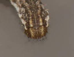 Attēlu rezultāti vaicājumam “Eupithecia succenturiata”