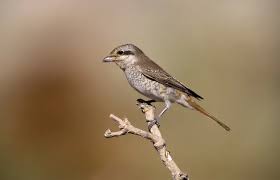 Image result for Lanius isabellinus