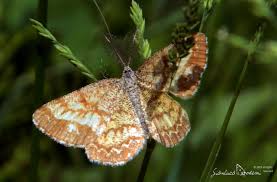 Attēlu rezultāti vaicājumam “Ematurga atomaria”