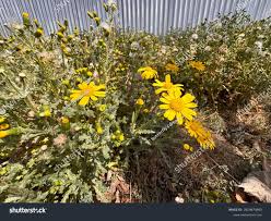 Attēlu rezultāti vaicājumam “Senecio vernalis flower”