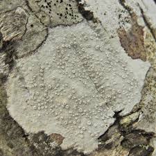 Attēlu rezultāti vaicājumam “Lecanora albella”