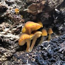 Attēlu rezultāti vaicājumam “Pluteus leoninus”