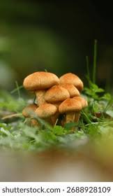 Attēlu rezultāti vaicājumam “Psathyrella lacrymabunda”