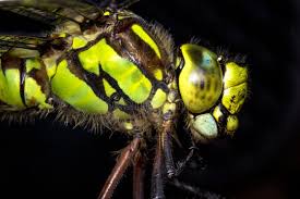 Attēlu rezultāti vaicājumam “Aeshna viridis”