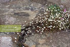 Attēlu rezultāti vaicājumam “Androsace septentrionalis”