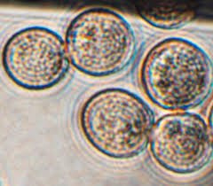 Attēlu rezultāti vaicājumam “Enerthenema papillatum macro”