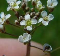 Attēlu rezultāti vaicājumam “Capsella bursa-pastoris flower”