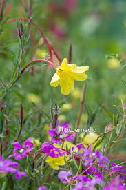 Image result for Oenothera odorata