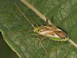 Attēlu rezultāti vaicājumam “Adelphocoris lineolatus imago”