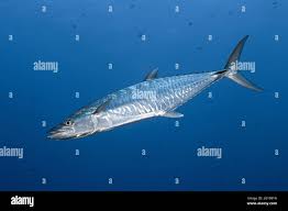 Image result for Acanthocybium solandri