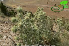 Image result for Ptilostemon afer