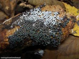 Attēlu rezultāti vaicājumam “Ruzenia spermoides”