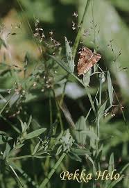 Attēlu rezultāti vaicājumam “Cryptocala chardinyi”