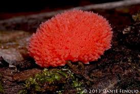 Attēlu rezultāti vaicājumam “Tubifera ferruginosa (subsp. ferruginosa) macro”