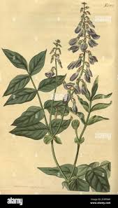 Attēlu rezultāti vaicājumam “Galega orientalis leaf”