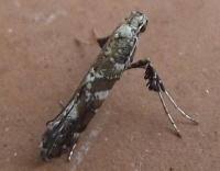 Attēlu rezultāti vaicājumam “Gracillaria syringella”