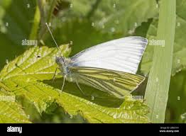 Attēlu rezultāti vaicājumam “Pieris napi male”