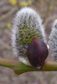 Attēlu rezultāti vaicājumam “Salix cinerea male flower”