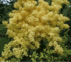 Attēlu rezultāti vaicājumam “Syringa reticulata subsp. amurensis”