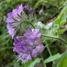 Image result for Phacelia