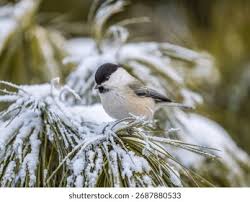 Attēlu rezultāti vaicājumam “Poecile montanus adult”