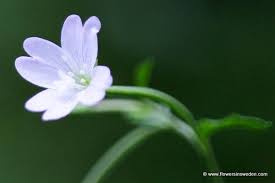 Attēlu rezultāti vaicājumam “Epilobium montanum flower”