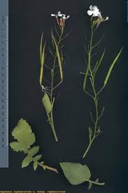 Attēlu rezultāti vaicājumam “Raphanus raphanistrum”