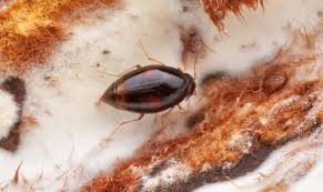 Attēlu rezultāti vaicājumam “Scaphisoma sp.”