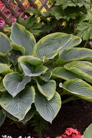 Attēlu rezultāti vaicājumam “Hosta sp.”