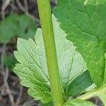 Attēlu rezultāti vaicājumam “Geum urbanum leaf”