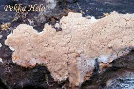 Attēlu rezultāti vaicājumam “Ceriporiopsis resinascens”