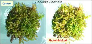 Attēlu rezultāti vaicājumam “Sanionia uncinata”