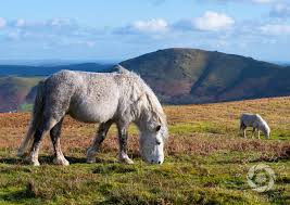 Image result for Long Mynd