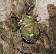 Attēlu rezultāti vaicājumam “Chlorochroa juniperina imago”