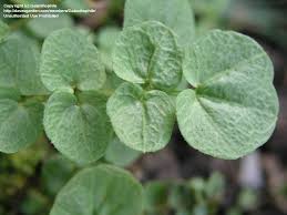 Attēlu rezultāti vaicājumam “Cardamine pratensis leaf”