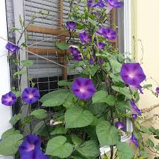Image result for Ipomoea purpurea