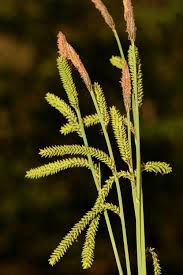 Attēlu rezultāti vaicājumam “Carex cespitosa flower”