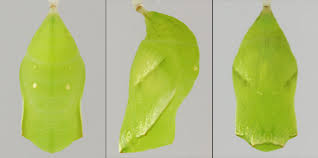 Attēlu rezultāti vaicājumam “Lopinga achine underside”