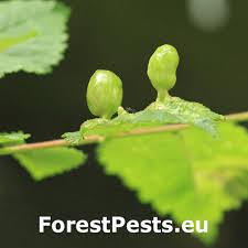 Attēlu rezultāti vaicājumam “Tetraneura ulmi”